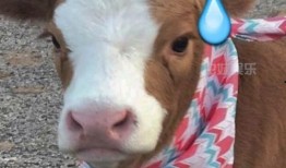 娱乐吃瓜酱爸爸的宠物,揭秘明星宠物的趣味生活