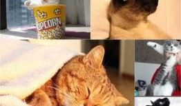 娱乐吃瓜君猫带体检