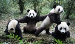 娱乐吃瓜酱大熊猫生气,萌态十足吃瓜酱娱乐