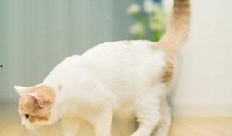 娱乐吃瓜君猫带体检