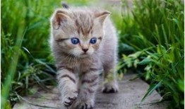 娱乐吃瓜酱猫,揭秘娱乐圈那些不为人知的幕后故事