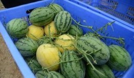 吃瓜群的链接,网络热议背后的真相与趣味