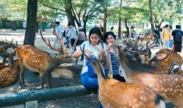 鹿鹿娱乐吃瓜,揭秘娱乐圈最新吃瓜事件，带你领略明星幕后故事